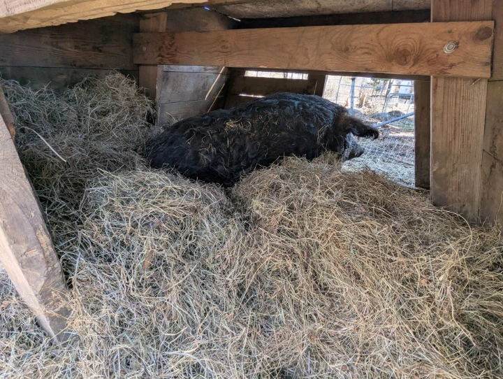large pig nest