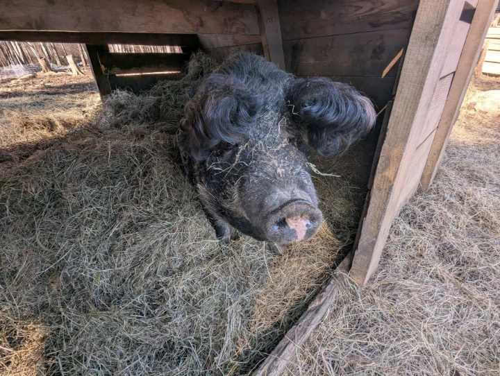pig in shelter