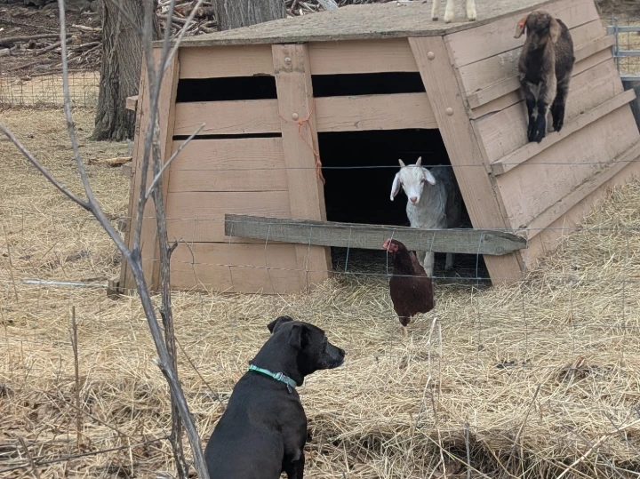 dong chicken and goats