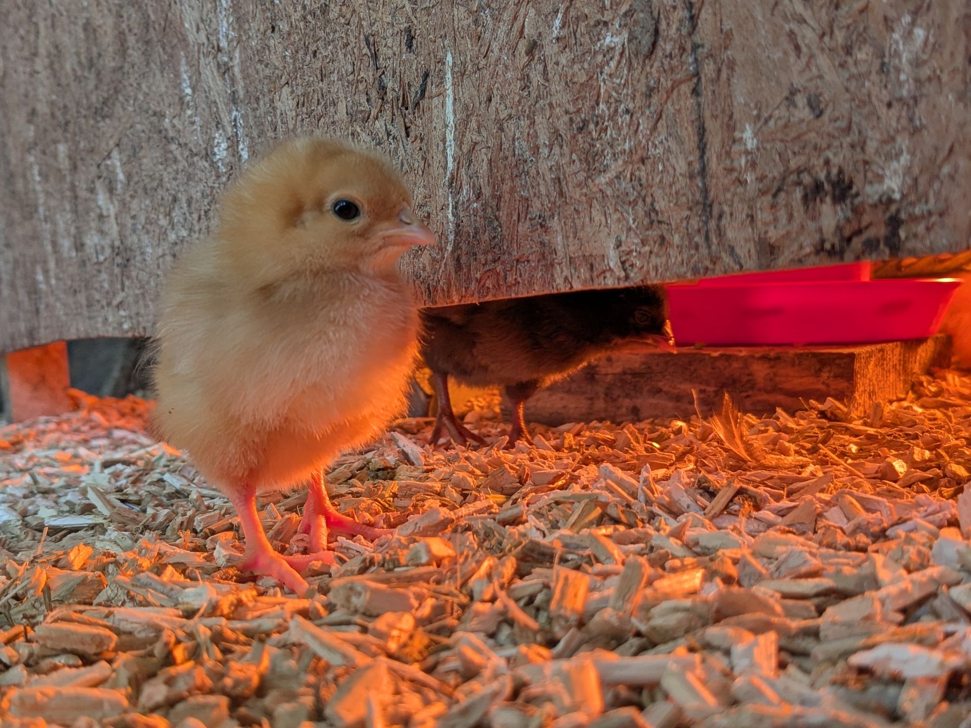 chicks in brooder