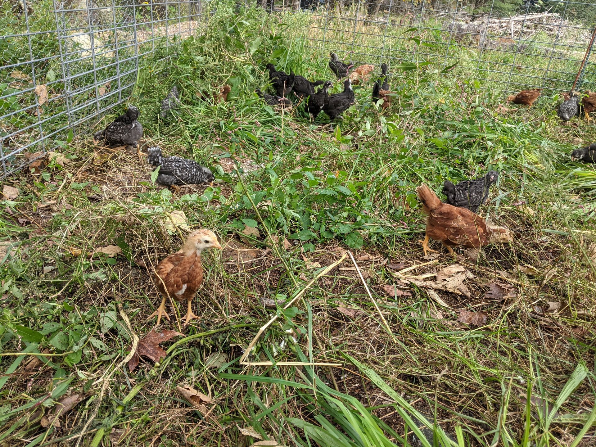 pullets on grass