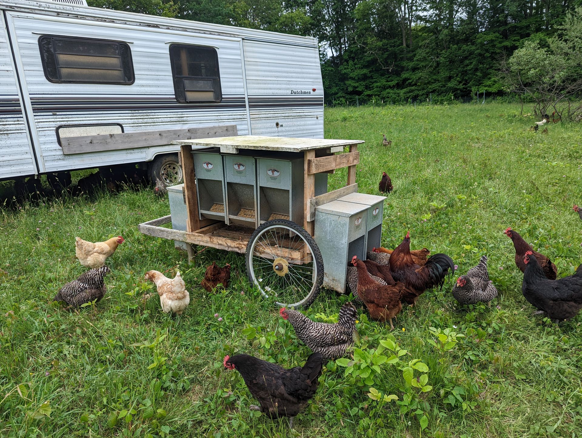 chickens on pasture with mobile feeder