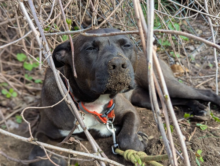 ruff with dirt on nose