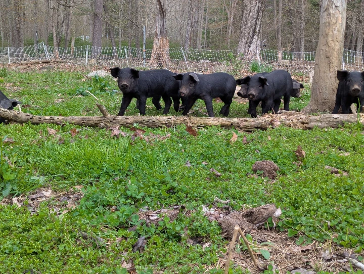 piglets on grass