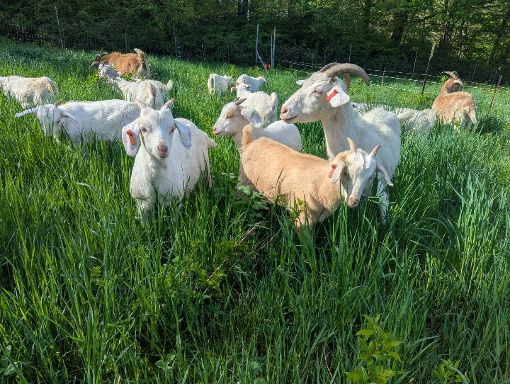 goats