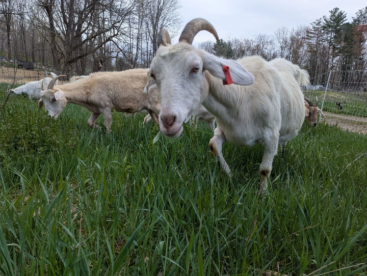 goat grazing