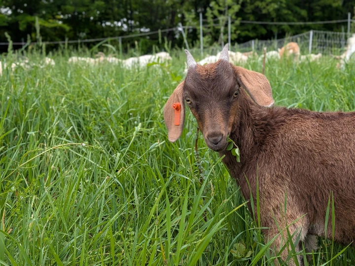 brown goat