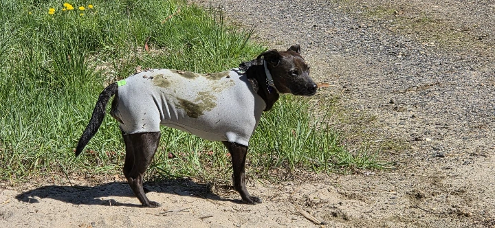 dog in body suit