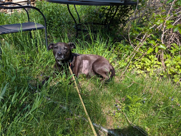 dog in grass