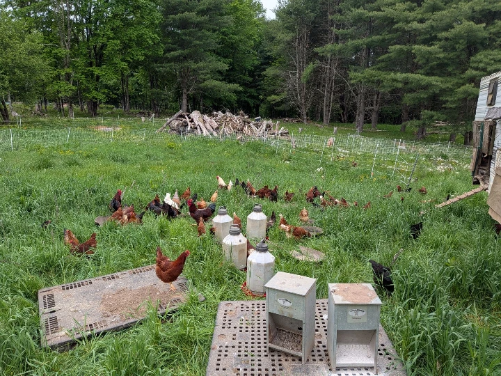 shickens on pasture
