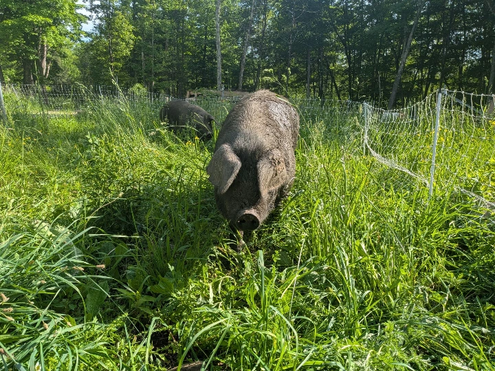 pig in grass