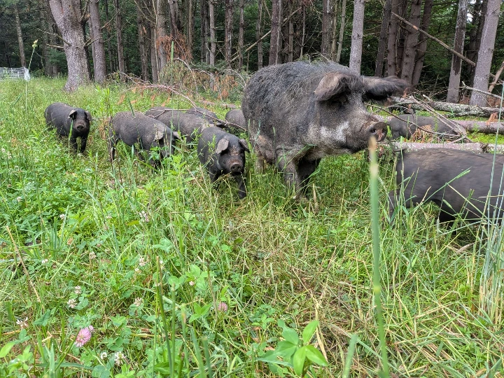 sow with piglets on pasture