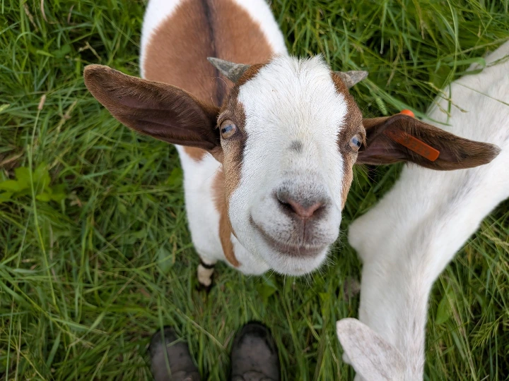 happy goat face