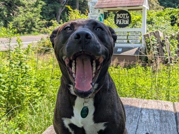 ruff with open mouth