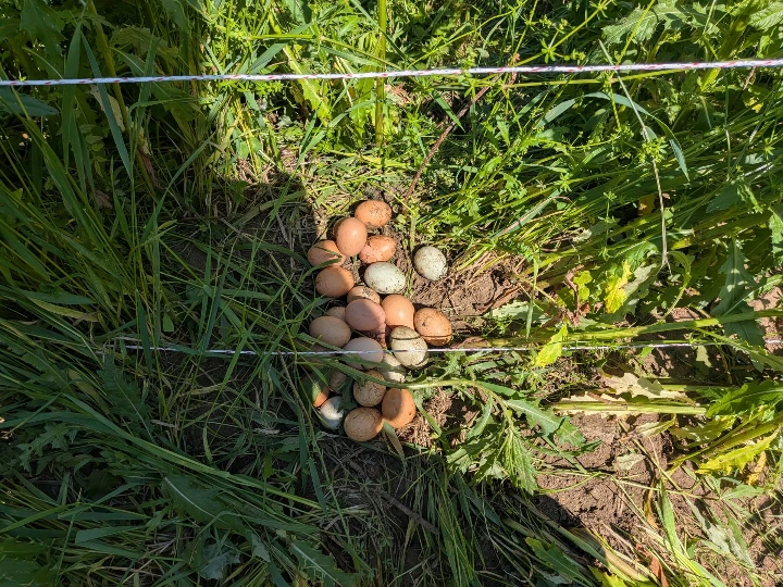 clutch of eggs in grass