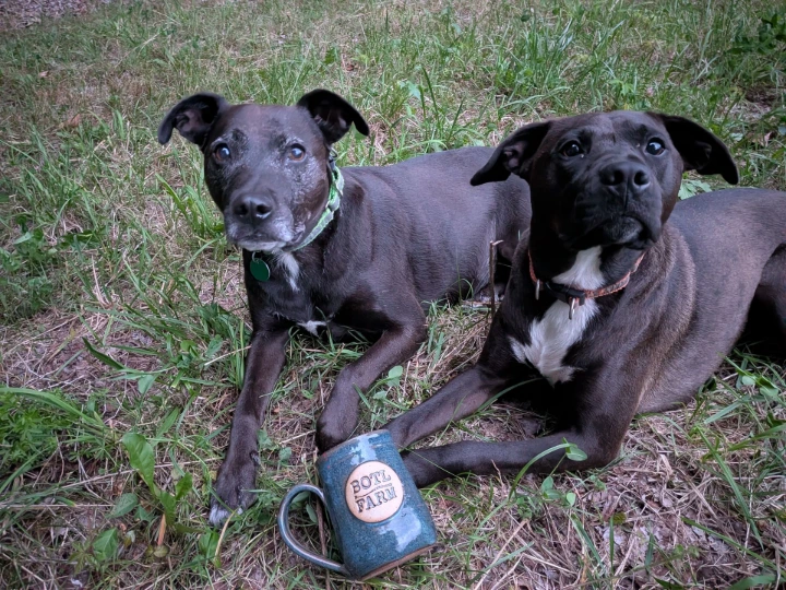 dogs with logo mug