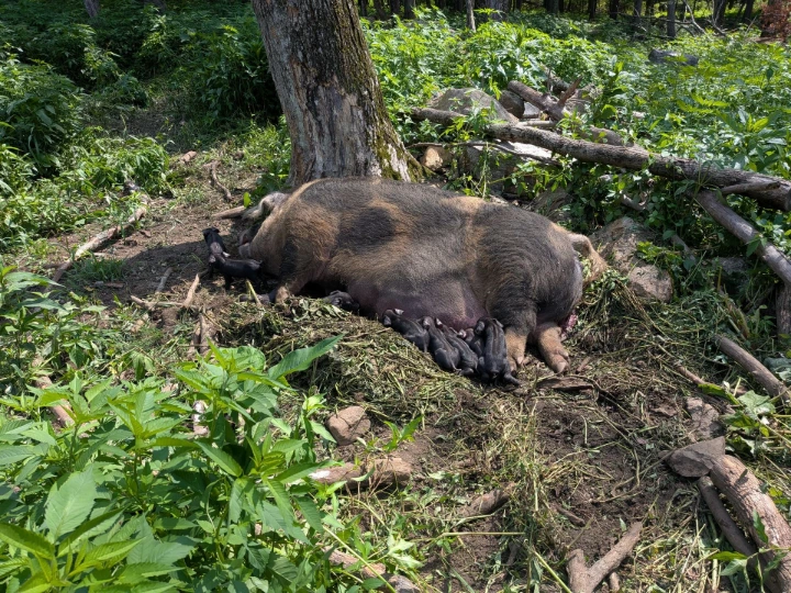 pig nursing