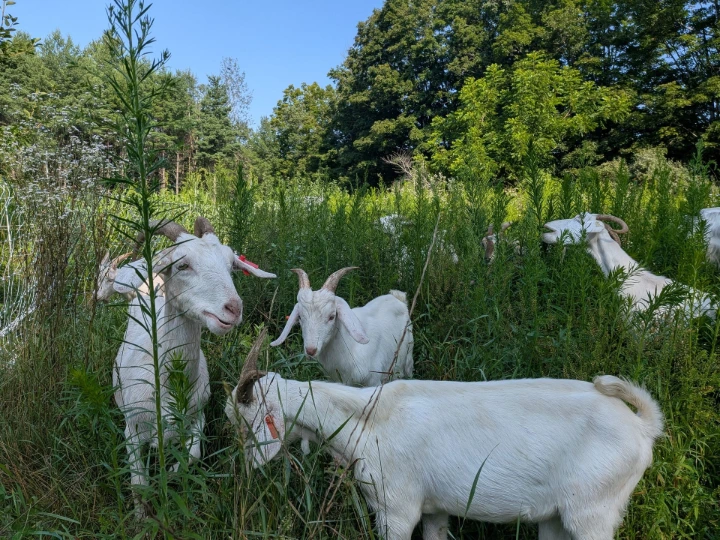 goats on pasture