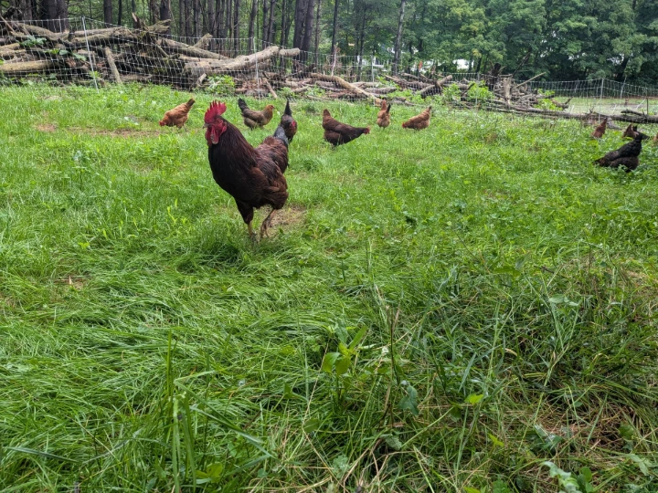 chicken on grass