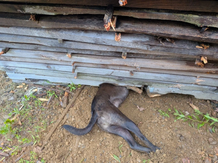 ruff dog hunting under pile of wood