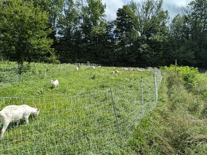 goats in grass