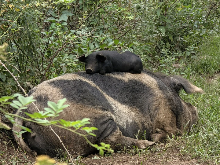 piglet on a pig