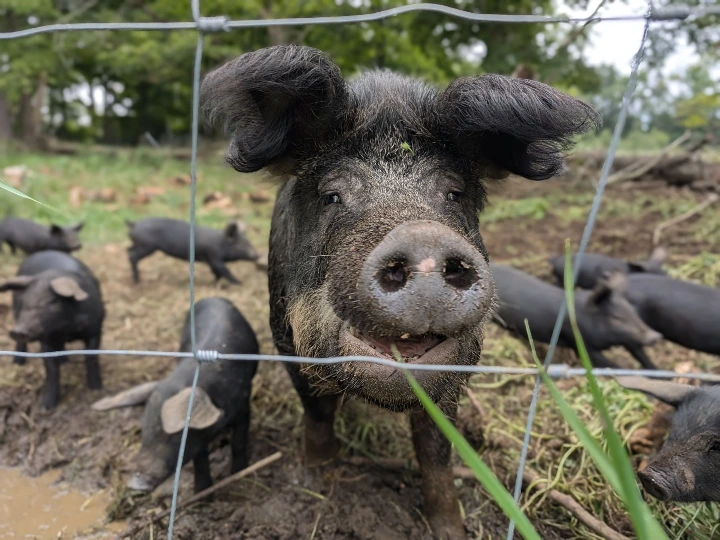pig with big ears