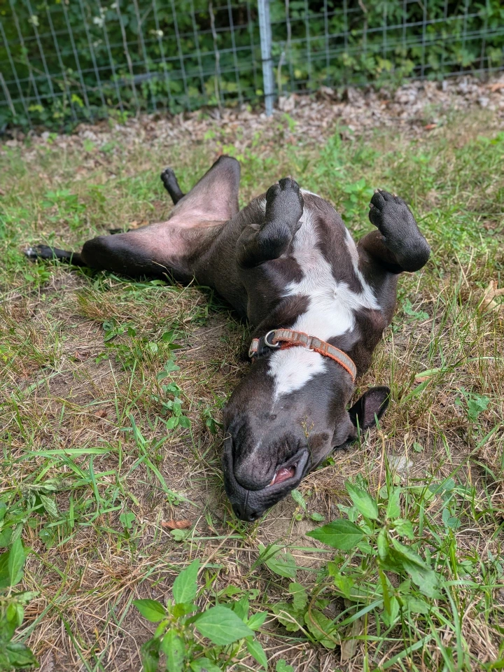 dog belly