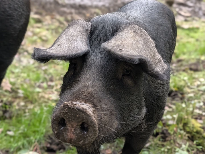 pig face