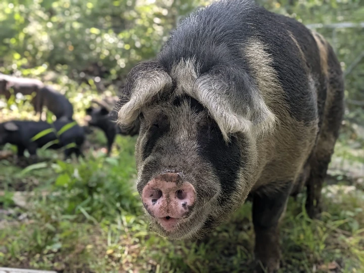 cow pig