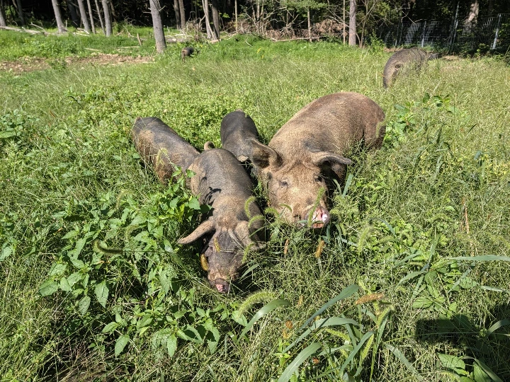 pigs in grass