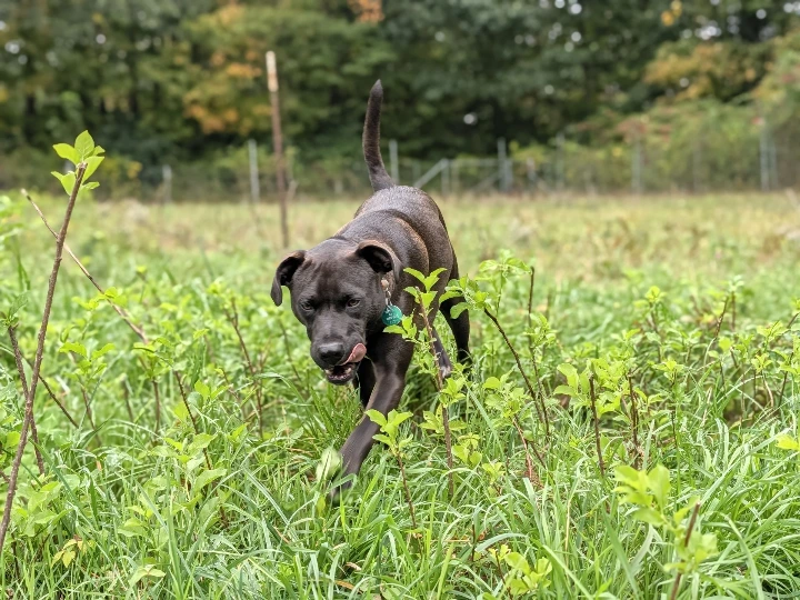 dog in grass
