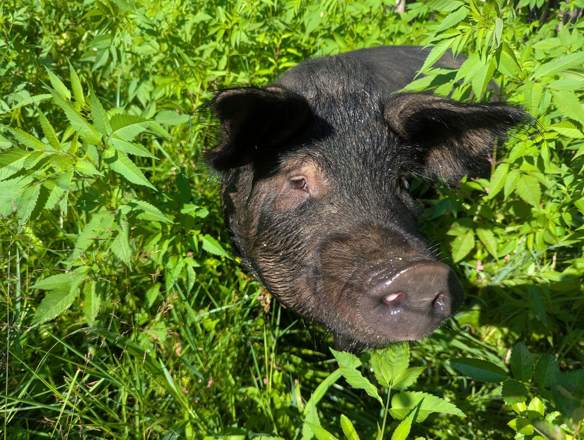 Botl Farm Home | BOTL Farm