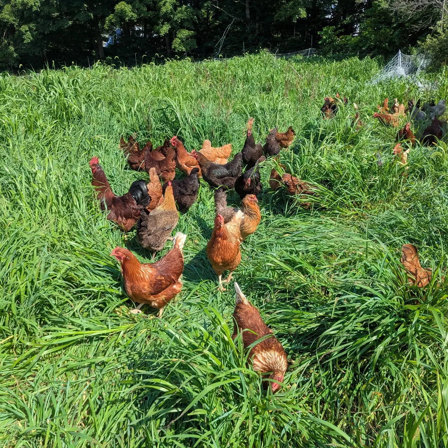 Chickens