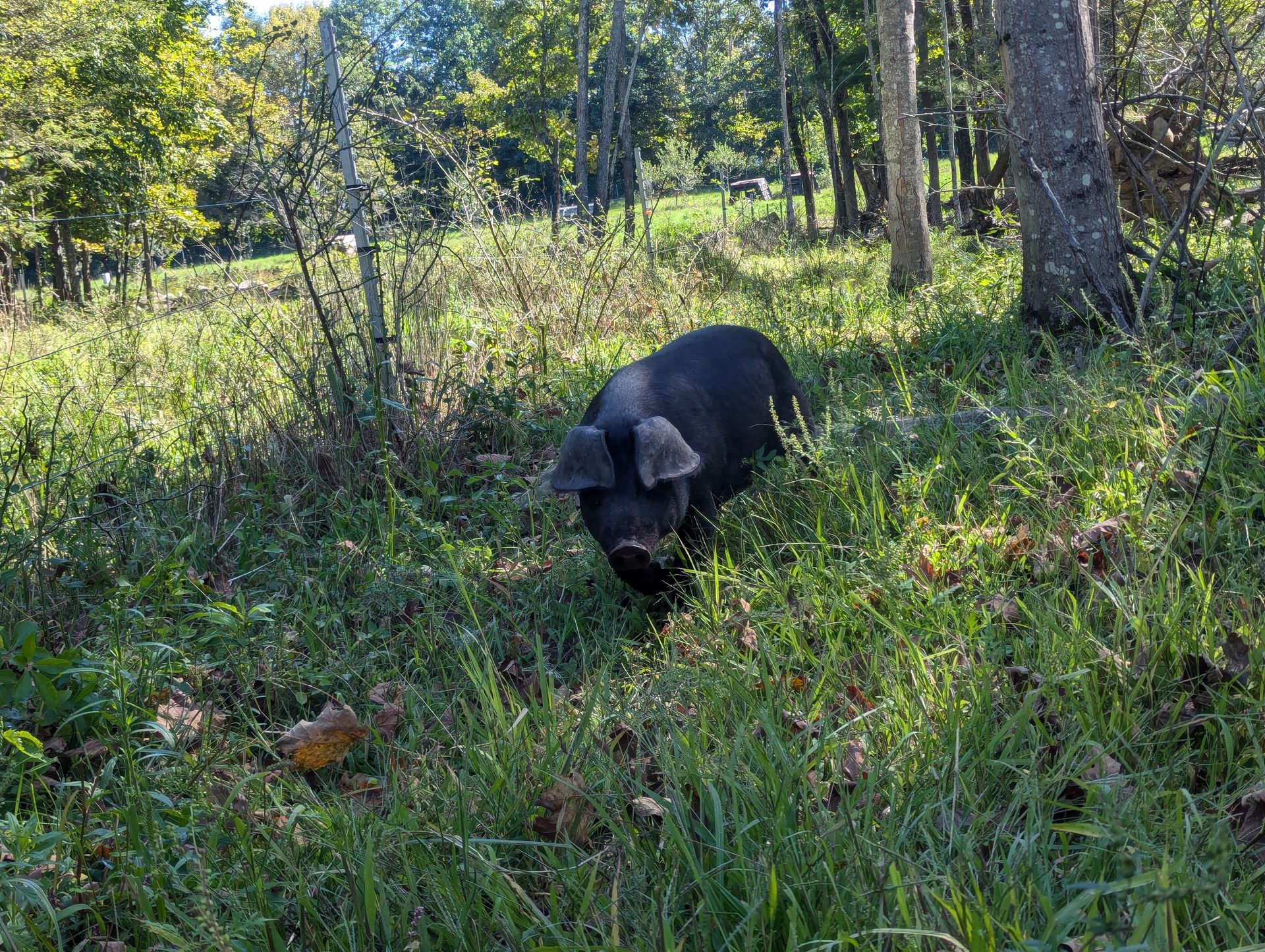 pig in grass
