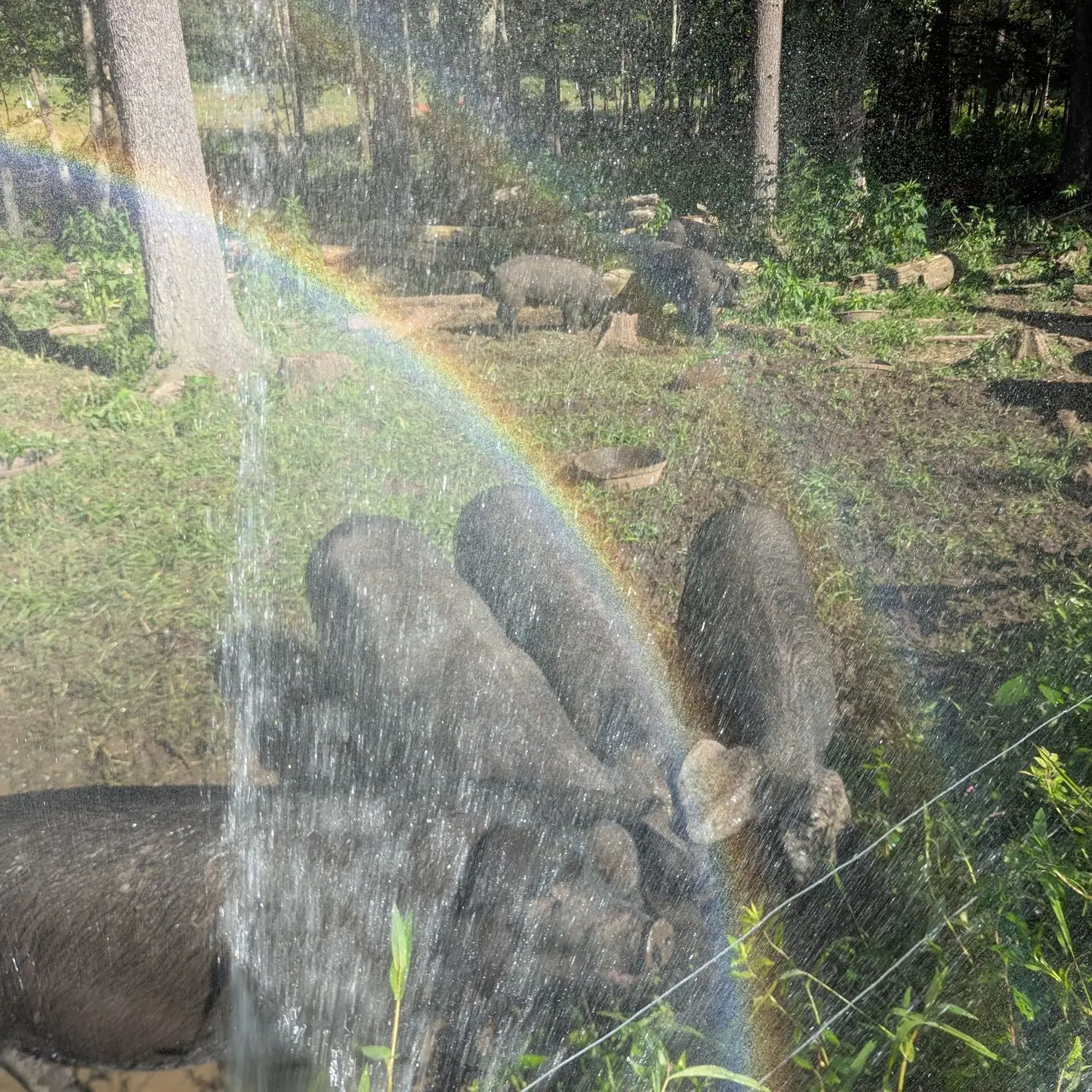 pigs rainbow