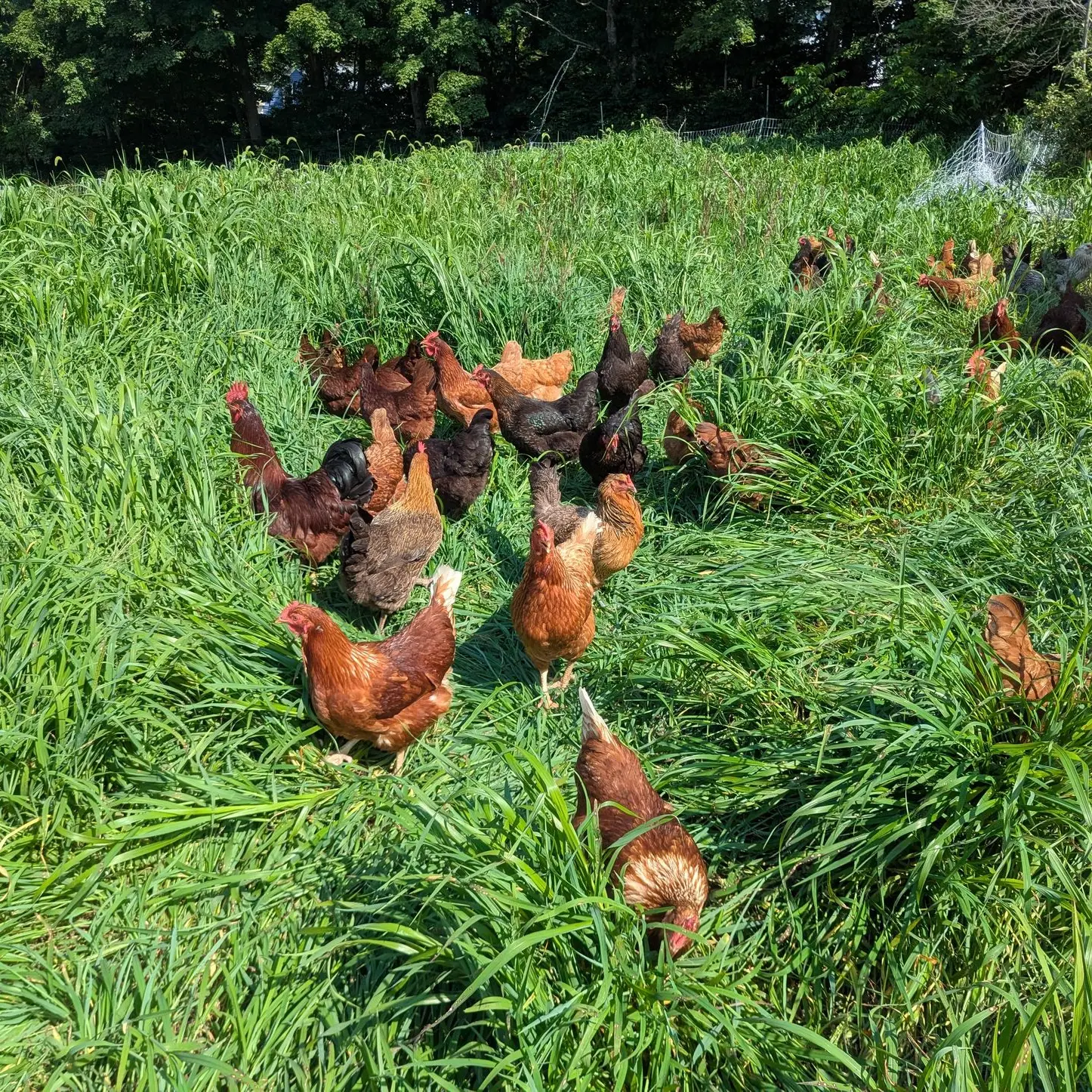 chickens in grass