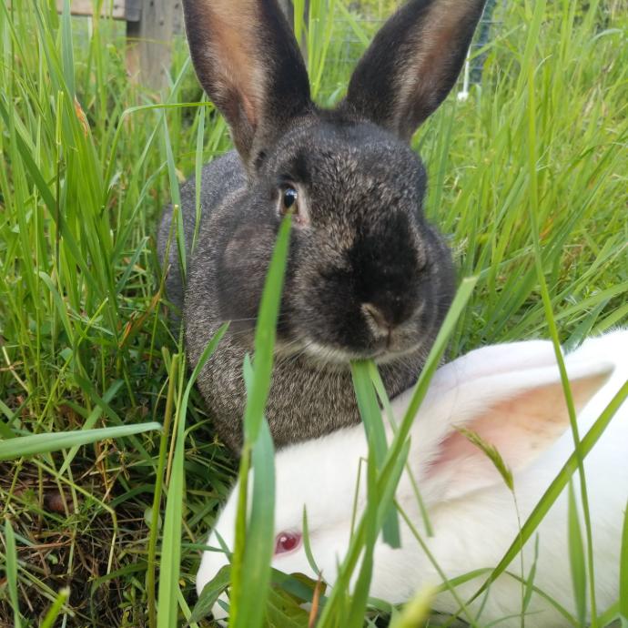 2 rabbits in grass