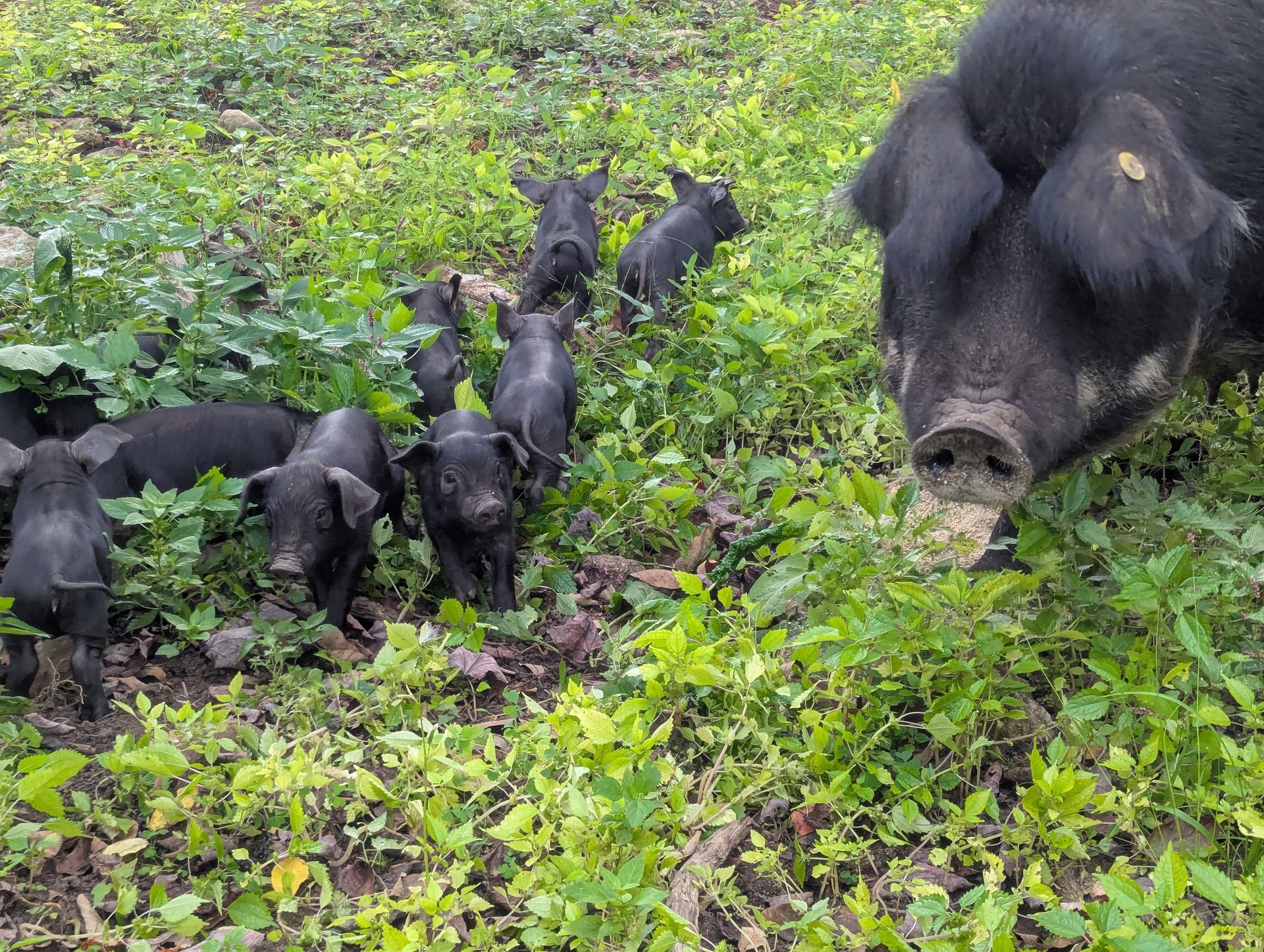 Botl Farm Home | BOTL Farm