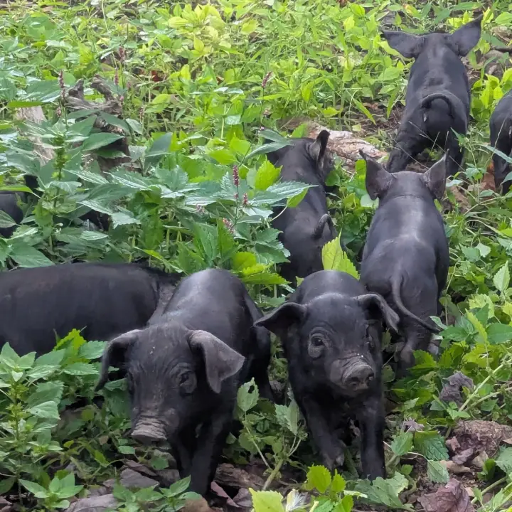 piglets in grass