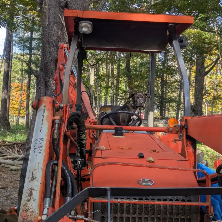 dog in tractor