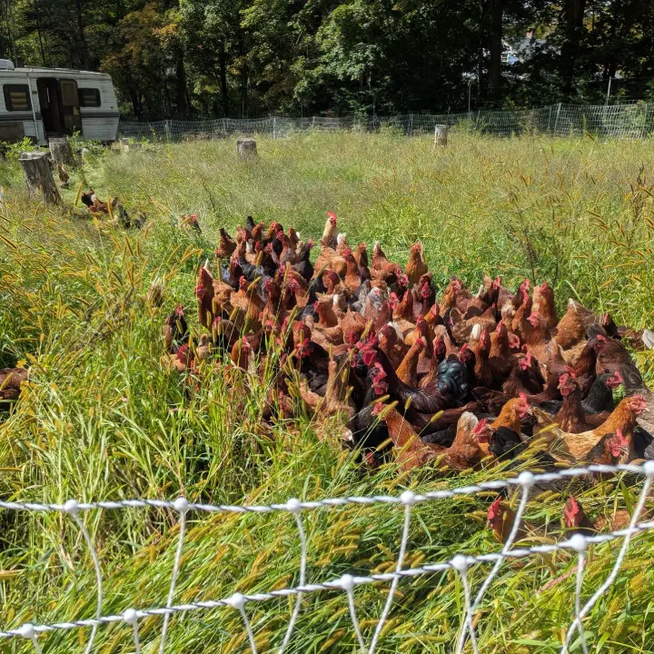 chickens in grass