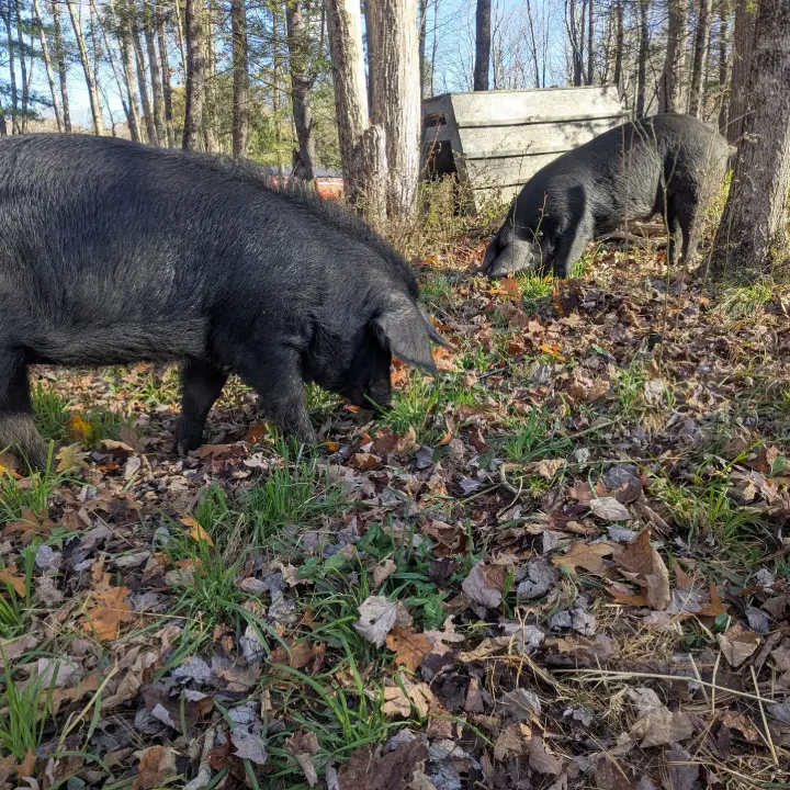pigs grazing