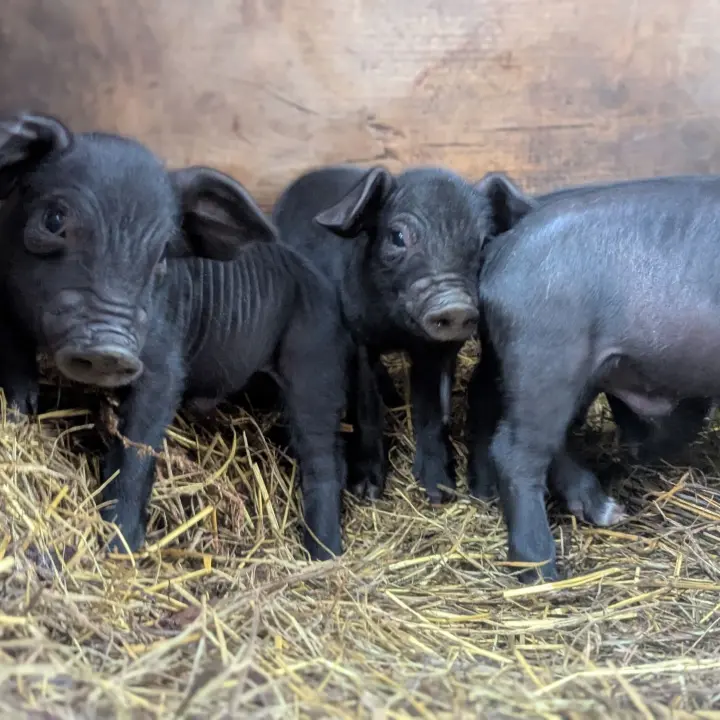 piglets