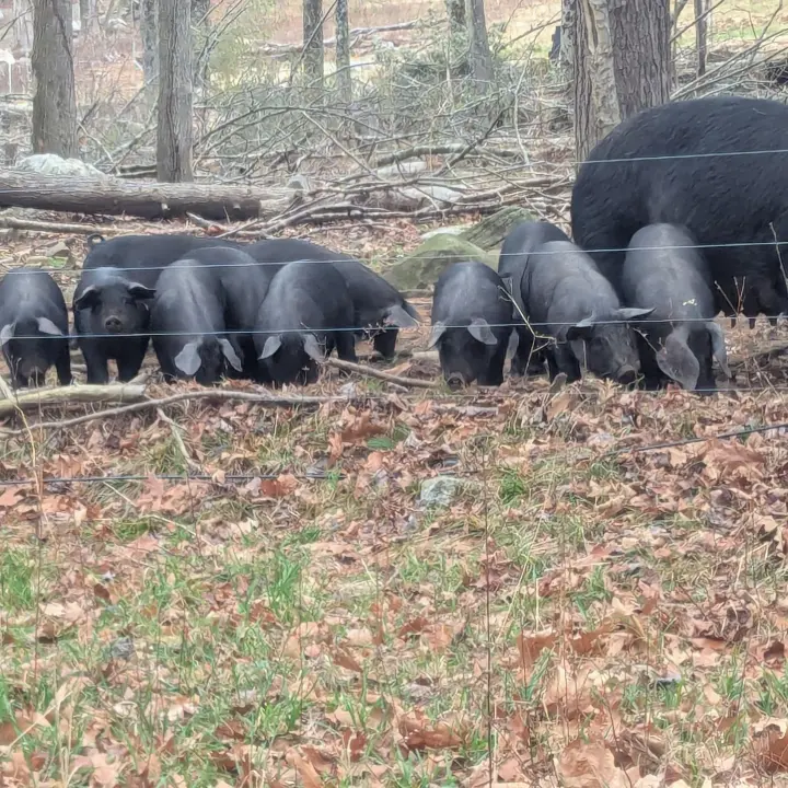 pigs at fence