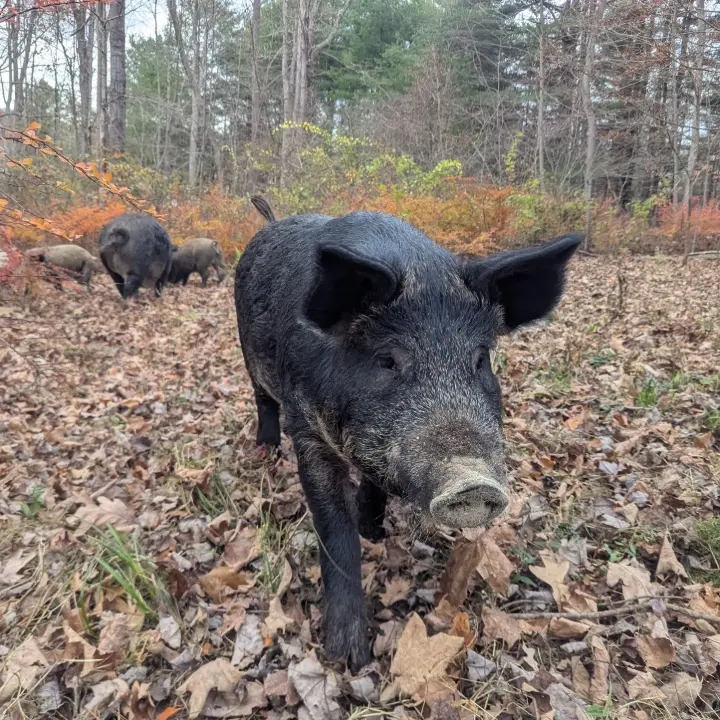 pig in the woods