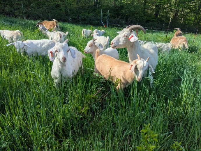 goats on pasture