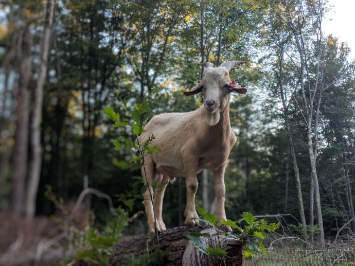 goat on tree stump