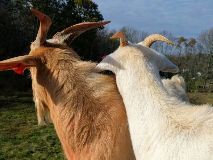 2 goats looking away