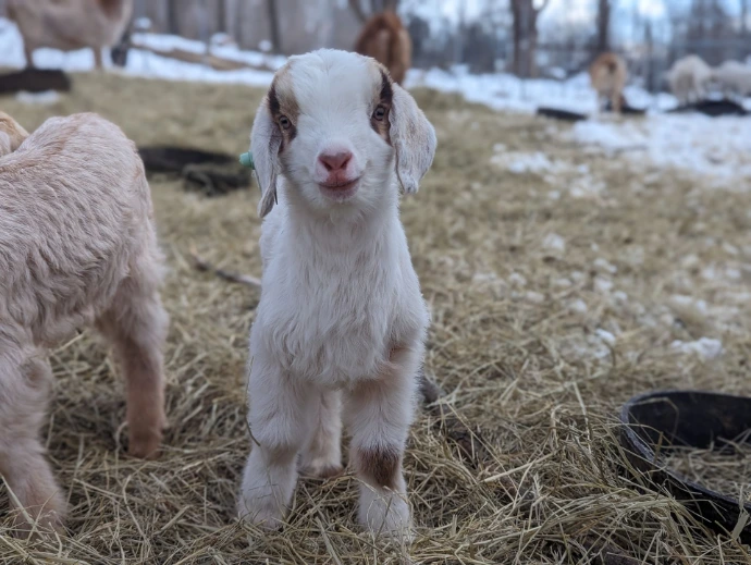 baby goat kid